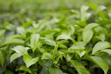 Fototapeta na wymiar tea leafs