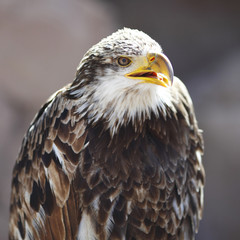 Spanish Imperial Eagle