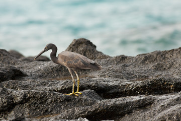 pacific reef egret, pacific reef egret looking for fish,Thailand