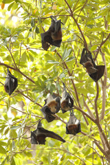 flying foxs, Lyle s flying fox hanging on tree at Similan Island