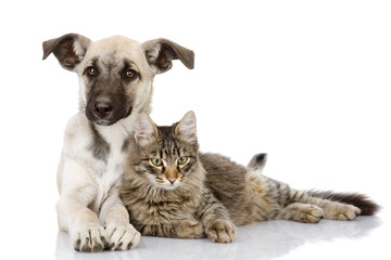Naklejka premium cat and dog together. isolated on white background 