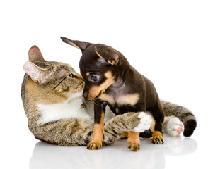 puppy with a cat look at each other. isolated on white 