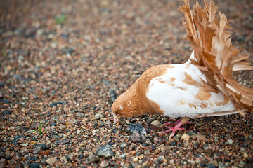 colorful pigeons feeding, walking on the ground