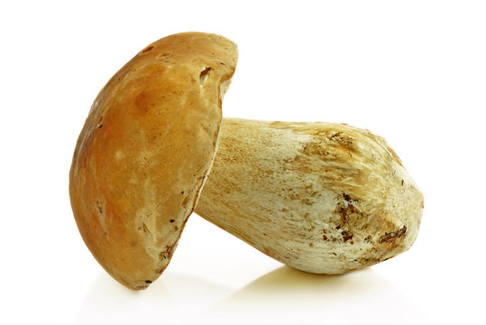 Borowik na białym tle