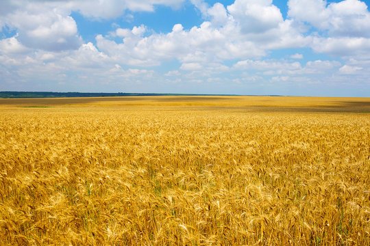 cultivation of different varieties of wheat, wheat field