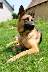 berger allemand