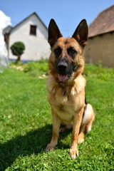 berger allemand