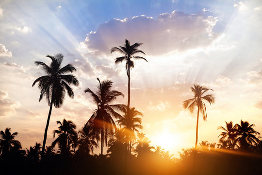Palm tree silhouettes at sunset