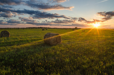 Hay in the field