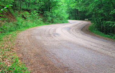 Road in the forest