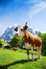 Fototapeta na wymiar Szwajcaria krowa