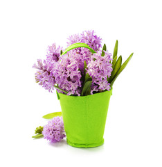 Beautiful Hyacinths