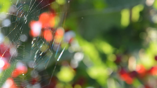 The very gentle breeze blowing to spiderweb