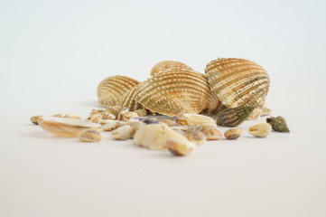 Conchiglie sul tavolo