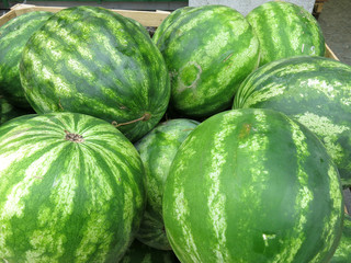 Grosse angurie a striscie verdi e bianche
