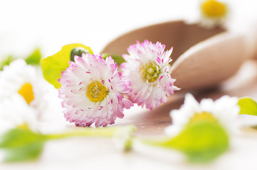 Bellis Perennis Gesunde Wildkräuter