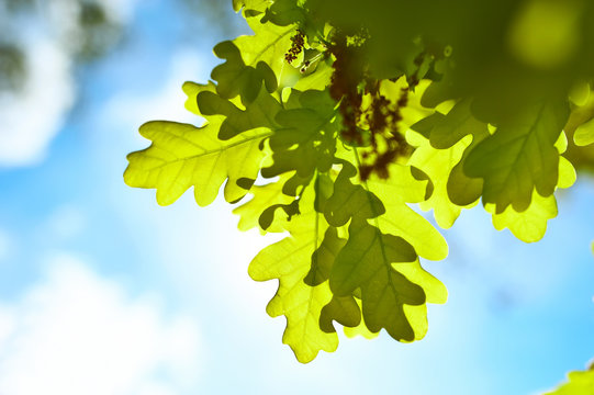 Spring oak leaves