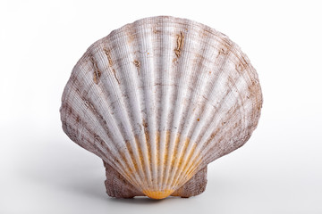 Muschel auf weißem Hintergrund