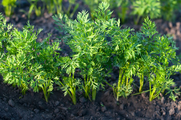 Carrot leaves