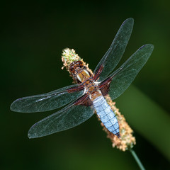 Libelle - Plattbauch - Libellula depressa
