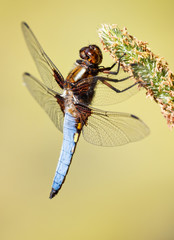 Libelle - Plattbauch - Libellula depressa