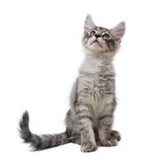 kitten is looking up