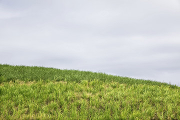 Obraz premium Sugar cane plantation