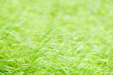 erba di campo verde - green grass