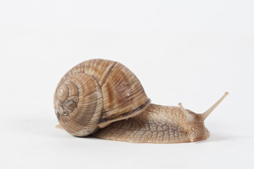 Garden Snail