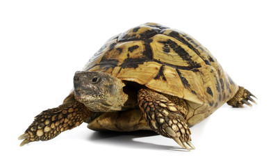 Turtle Testudo hermanni tortoise