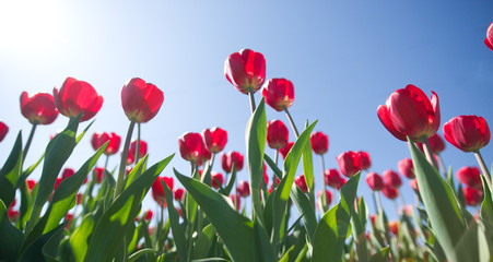 tulips on a background of blue sky