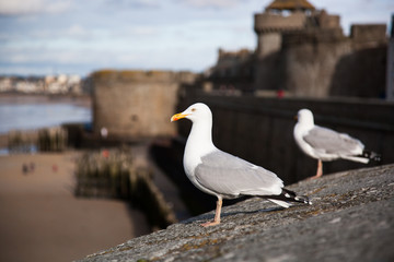 A seagull with a beautiful background in Saint-Malo in France.