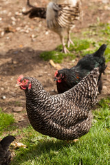 Hens walking in the grass