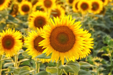 Obraz premium sunflowers field