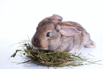 grey rabbit is eating hay over white