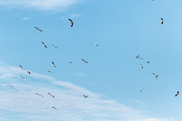 birds
