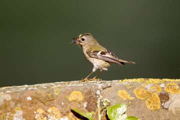 Goldcrest, Regulus regulus