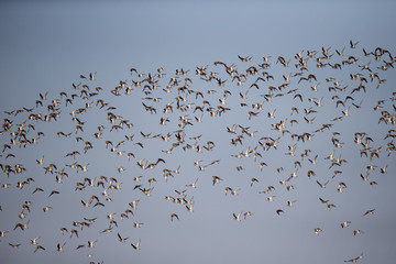 Golden plover, Pluvialis apricaria