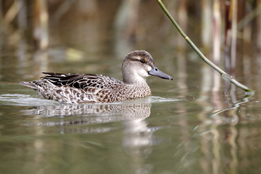 Garganey duck, Anas querquedula