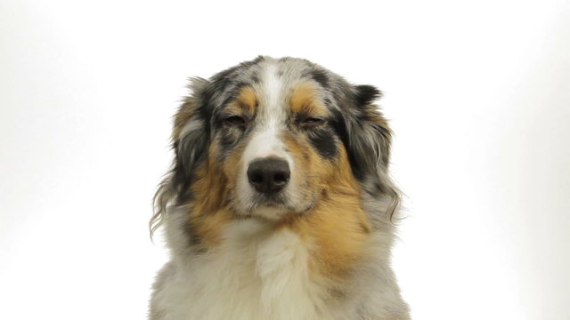 Close-up of an australian shepherd
