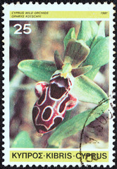 Ophrys kotschyi (Cyprus 1981)