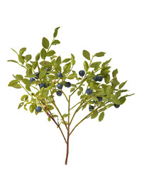 blueberry bush with berries