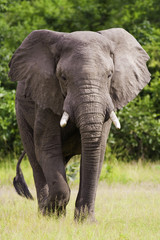 Fototapeta na wymiar Wild African Elephant