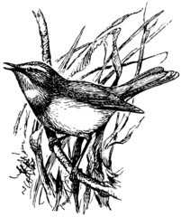 Bird Bluethroat