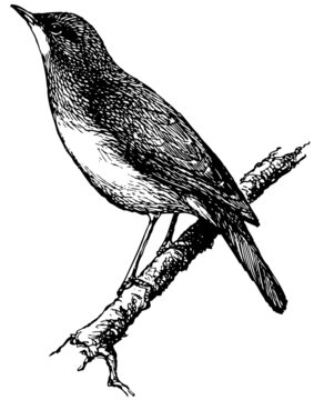 Bird Nightingale