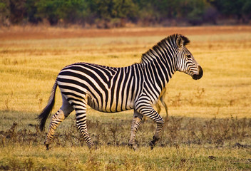 Zebra running