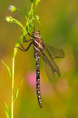 Libellula