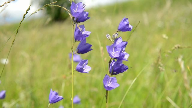 blue bell flowers in the wind field