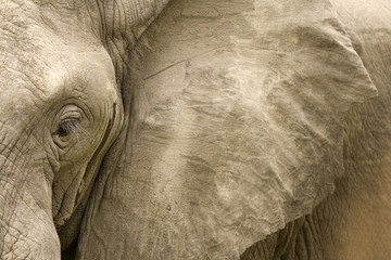 Elephant Detail
