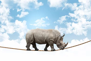  acrobat rhino © tiero
